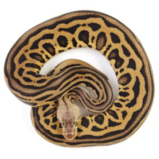 EXOPRIMA Python regius "Pastel Leopard Crypton" Королевский питон, S-M, самка (Германия)