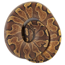 EXOPRIMA Python regius "Enchi Gravel GHI" Королевский питон, S-M, самец (Германия)