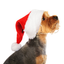 PUPPIA Колпак для собак новогодний "Santa", красный, L (Южная Корея)