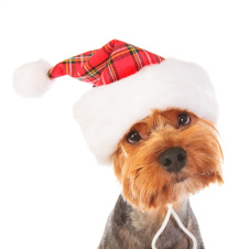 PUPPIA Колпак для собак новогодний "Santa", красная клетка, L (Южная Корея)